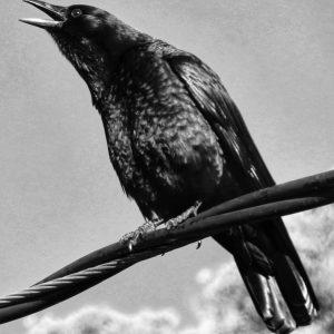 Crow Black and White