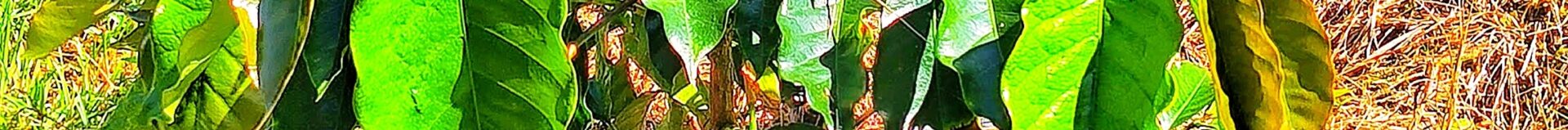 The 2025 Holiday gift guide