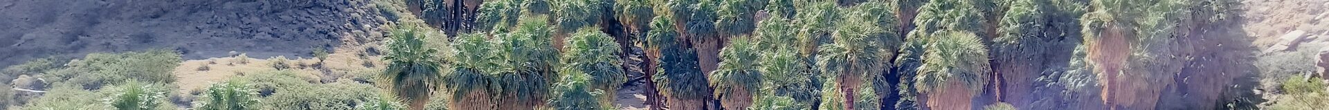 A Tourists guide to Palm Springs