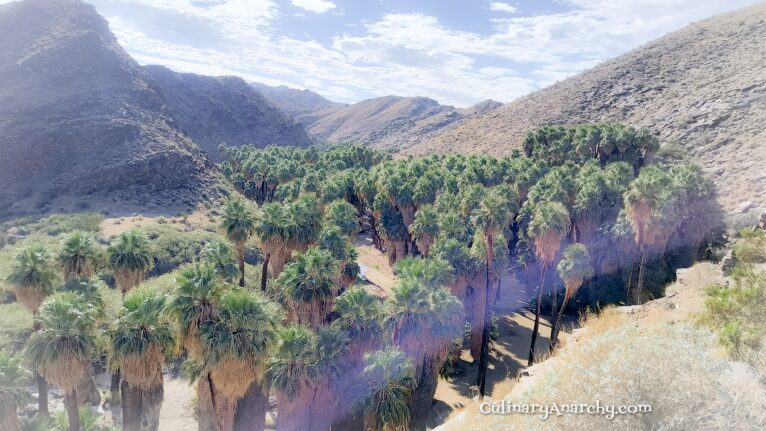 A Tourists guide to Palm Springs